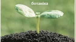 Ботаніка (рослинна клітина,тканини рослин, вегетативні і генеративні рослин) Підготовка до ЗНО