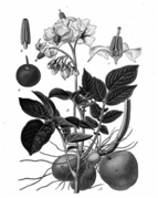 02016auz-f6a2-143x179.png