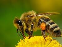 bee.jpg