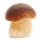 Белый гриб - калорийность и свойства. Польза и вред белого гриба