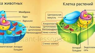 КЛЕТКА 