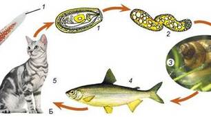 Паразитичні безхребетні  тварини. Плоскі  та Круглі черви