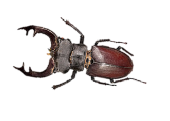 02016ip3-d367-331x236.png