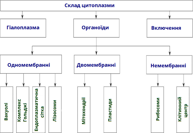 склад цитоплзами1.png