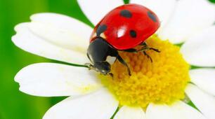 Презентація "Практична робота№1.Виявлення прикладів пристосування до способу життя комах"