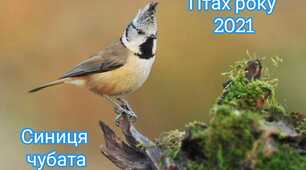 Проєктна робота "Птах року 2021- синиця чубата"