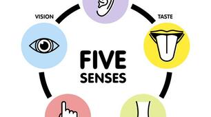 Form 6B. Hometask. Verbs of senses