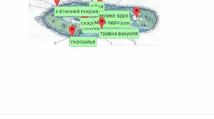 Амеба і інфузорія-одноклітинні твариноподібні організми