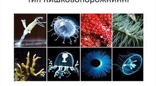 Кишковопорожнинні