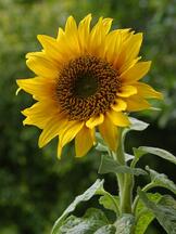 02016v7f-e7e7-162x216.jpg