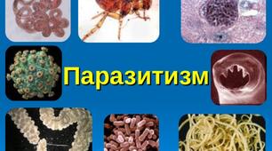 Паразитизм, його форми, поширення та значення 