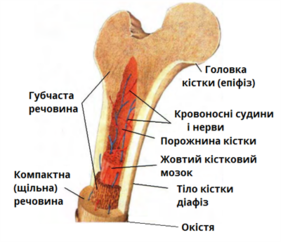 020170uo-1a5d-281x242.png