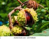 Horse Chestnut Tree Images, Stock Photos &amp; Vectors | Shutterstock