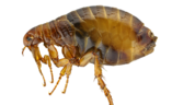 020172we-ad18-157x96.png