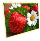 0201733o-92cc-167x171.png
