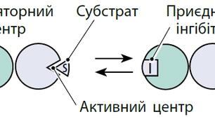 Саморегуляція біологічних систем 