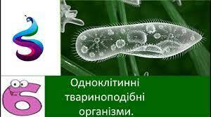 Одноклітинні організми