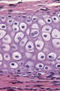 02017hll-5c1d-136x206.jpg