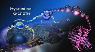 Нуклеїнові кислоти.