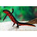 Тритон огненнобрюхий (Cynops orientalis) - 6-8см