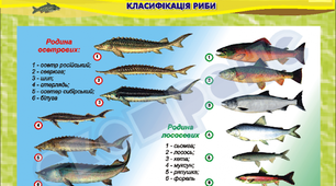 Хімічний склад, харчова цінність, класифікація риби