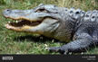Alligator Crocodilian Image &amp; Photo (Free Trial) | Bigstock