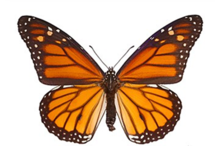 02017wlh-1c35-224x146.png