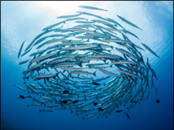 020184mi-8044-247x185.png