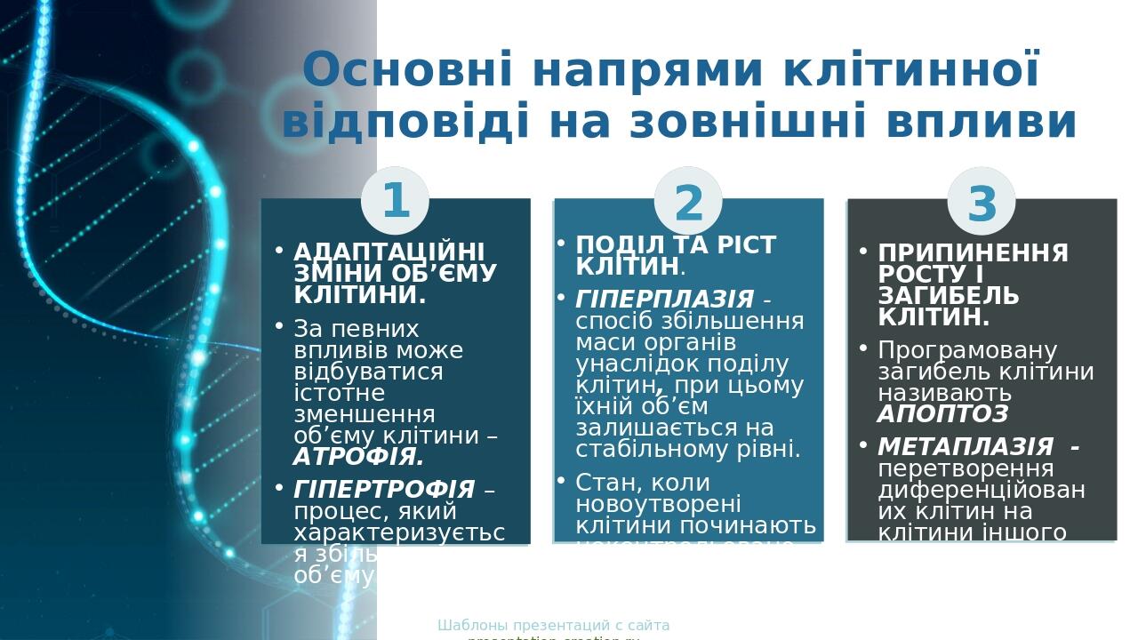Основні напрями клітинної відповіді на зовнішні впливи 1 ПОДІЛ ТА РІСТ КЛІТИН. ГІПЕРПЛАЗІЯ - спосіб збільшення маси органів унаслідок поділу клітин...