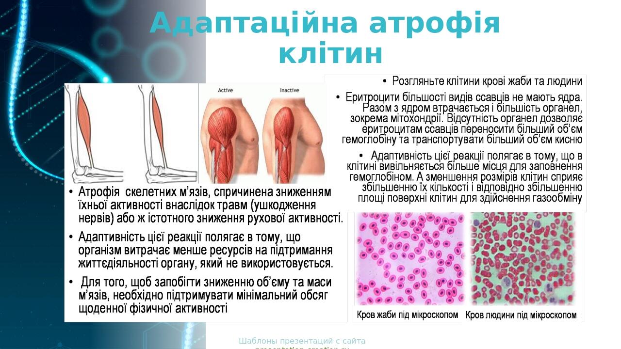 Шаблоны презентаций с сайта presentation-creation.ru Адаптаційна атрофія клітин
