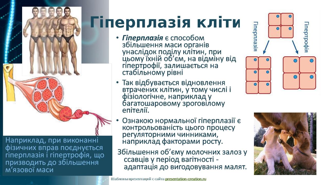 Гіперплазія клітин