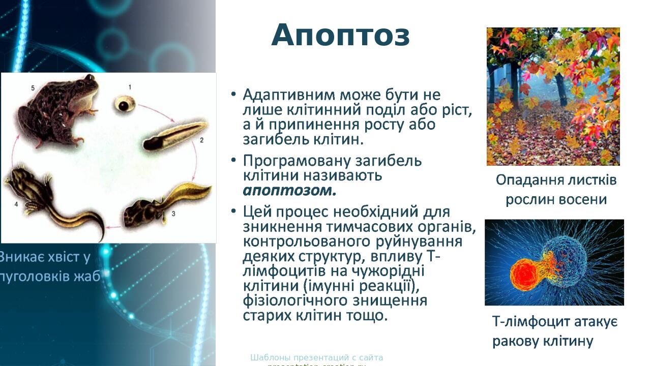 Апоптоз Шаблоны презентаций с сайта presentation-creation.ru