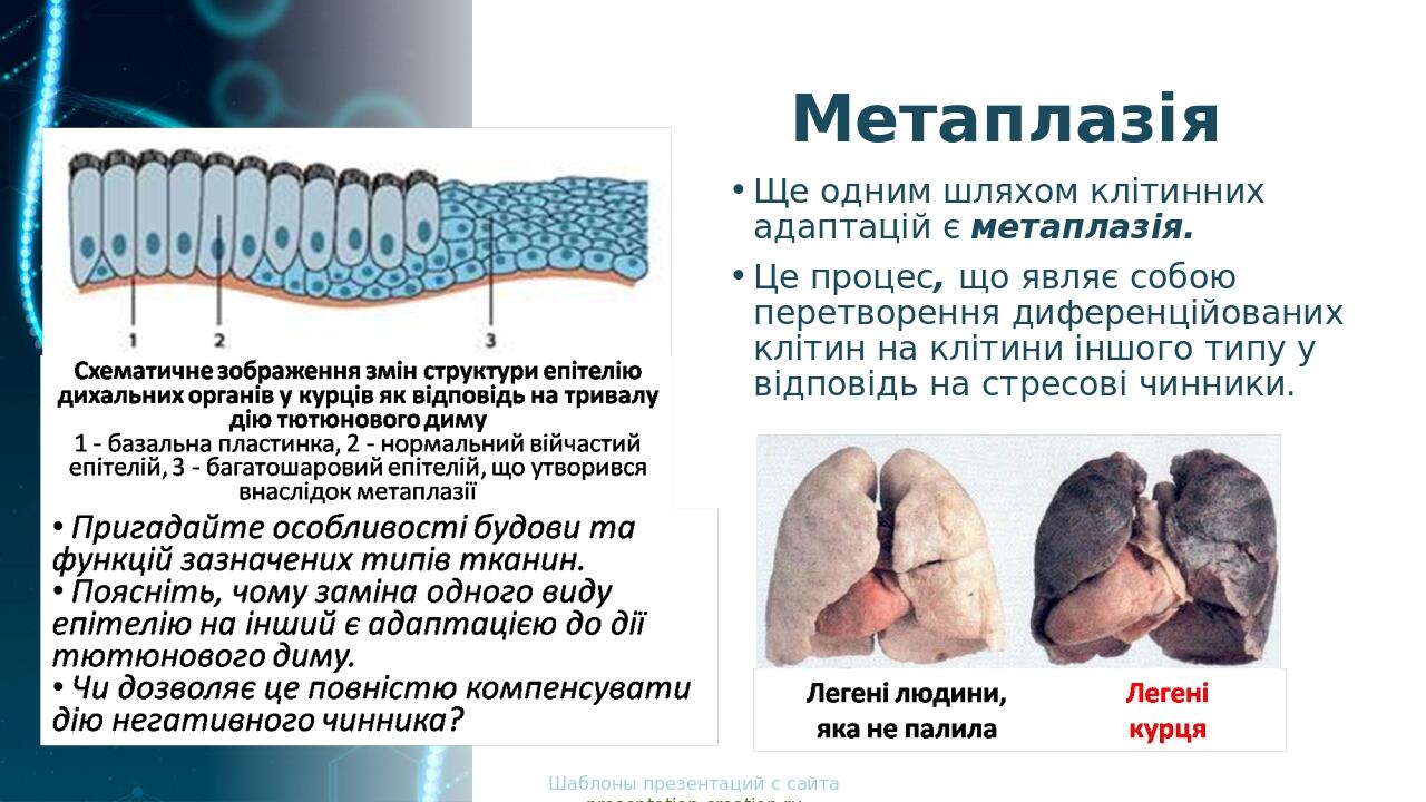 Метаплазія Ще одним шляхом клітинних адаптацій є метаплазія. Це процес, що являє собою перетворення диференційованих клітин на клітини іншого типу ...