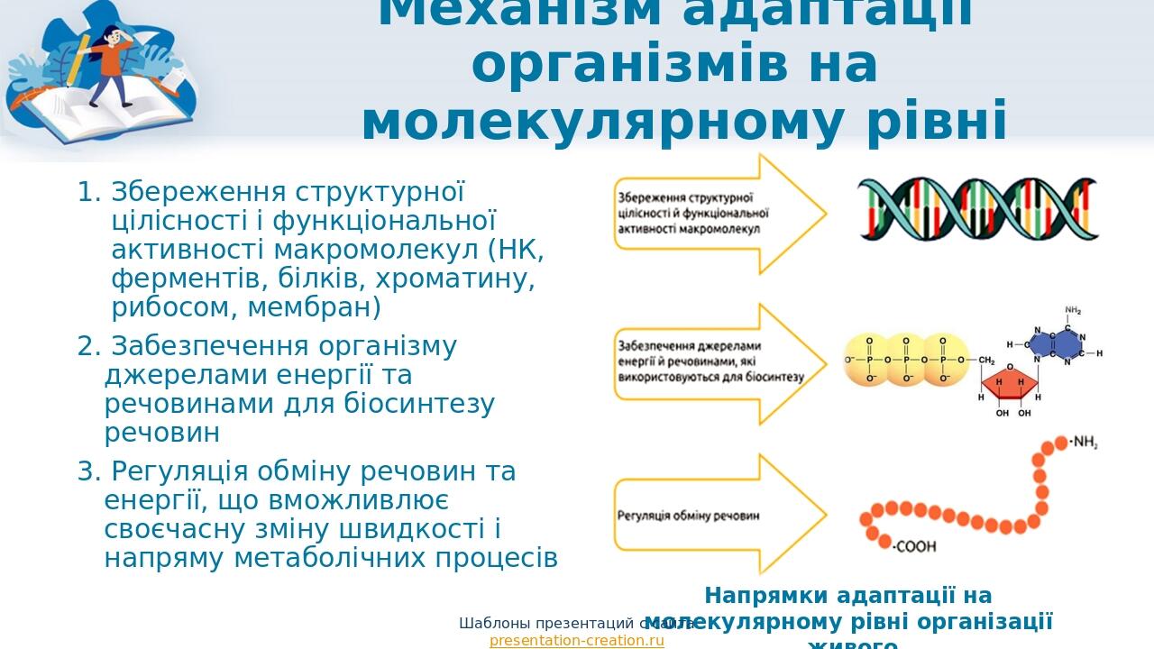 Механізм адаптації організмів на молекулярному рівні Збереження структурної цілісності і функціональної активності макромолекул (НК, ферментів, біл...