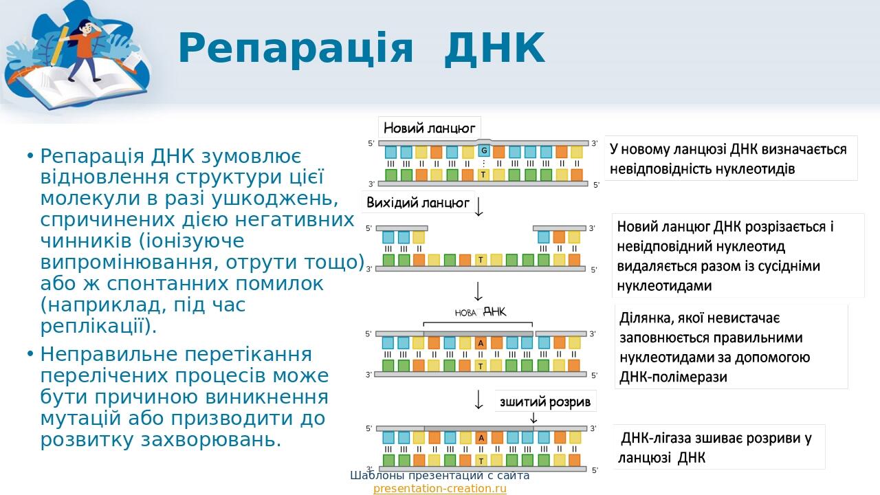 Репарація ДНК Репарація ДНК зумовлює відновлення структури цієї молекули в разі ушкоджень, спричинених дією негативних чинників (іонізуюче випромін...