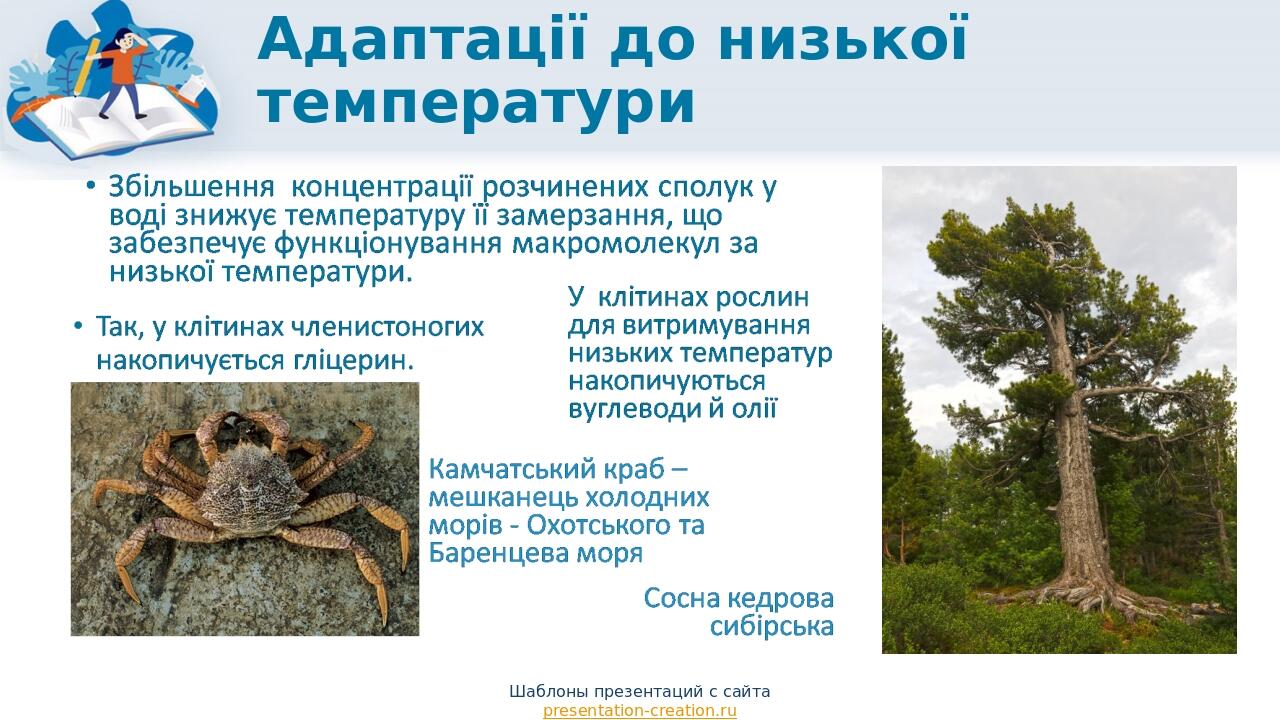 Адаптації до низької температури Шаблоны презентаций с сайта presentation-creation.ru