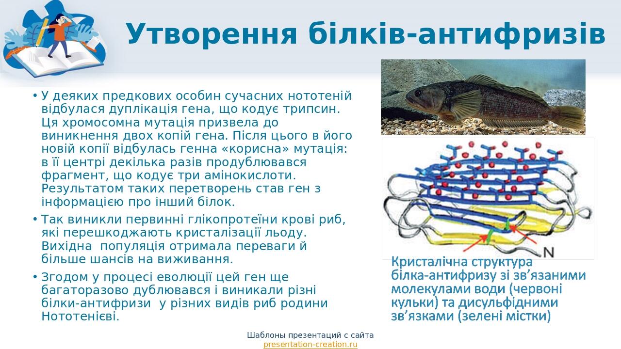 Утворення білків-антифризів У деяких предкових особин сучасних нототеній відбулася дуплікація гена, що кодує трипсин. Ця хромосомна мутація призвел...