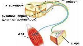 Нервова регуляція рухової активності