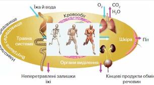Опора та рух. Обмін речовин та перетворення енергії
