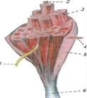 02018k4g-147a-123x138.jpg