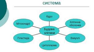 Клітина