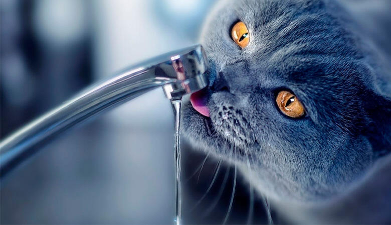 Чистая вода в жизни животных | Filter.ua