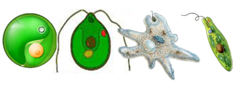 020194u0-125b-454x170.png