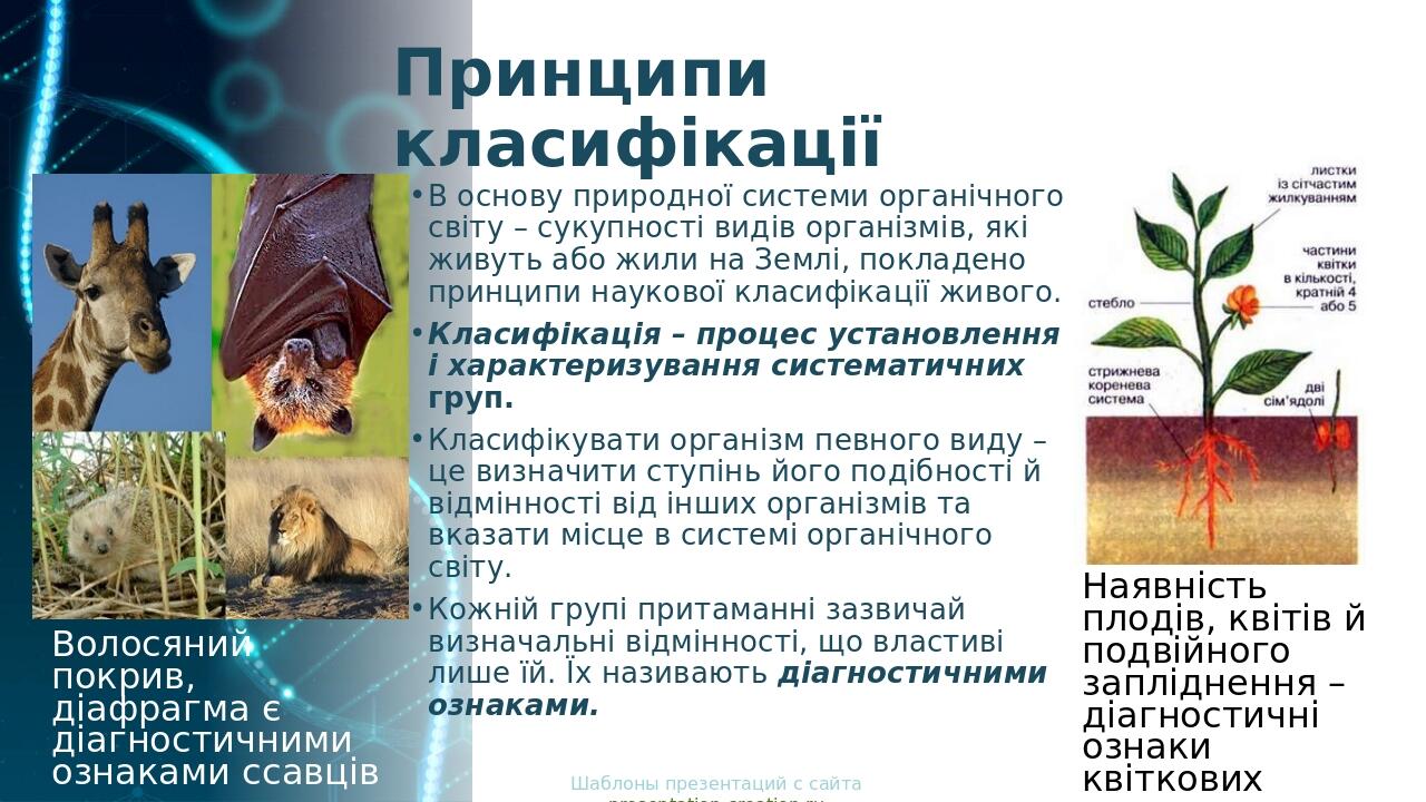 Принципи класифікації В основу природної системи органічного світу – сукупності видів організмів, які живуть або жили на Землі, покладено принципи ...