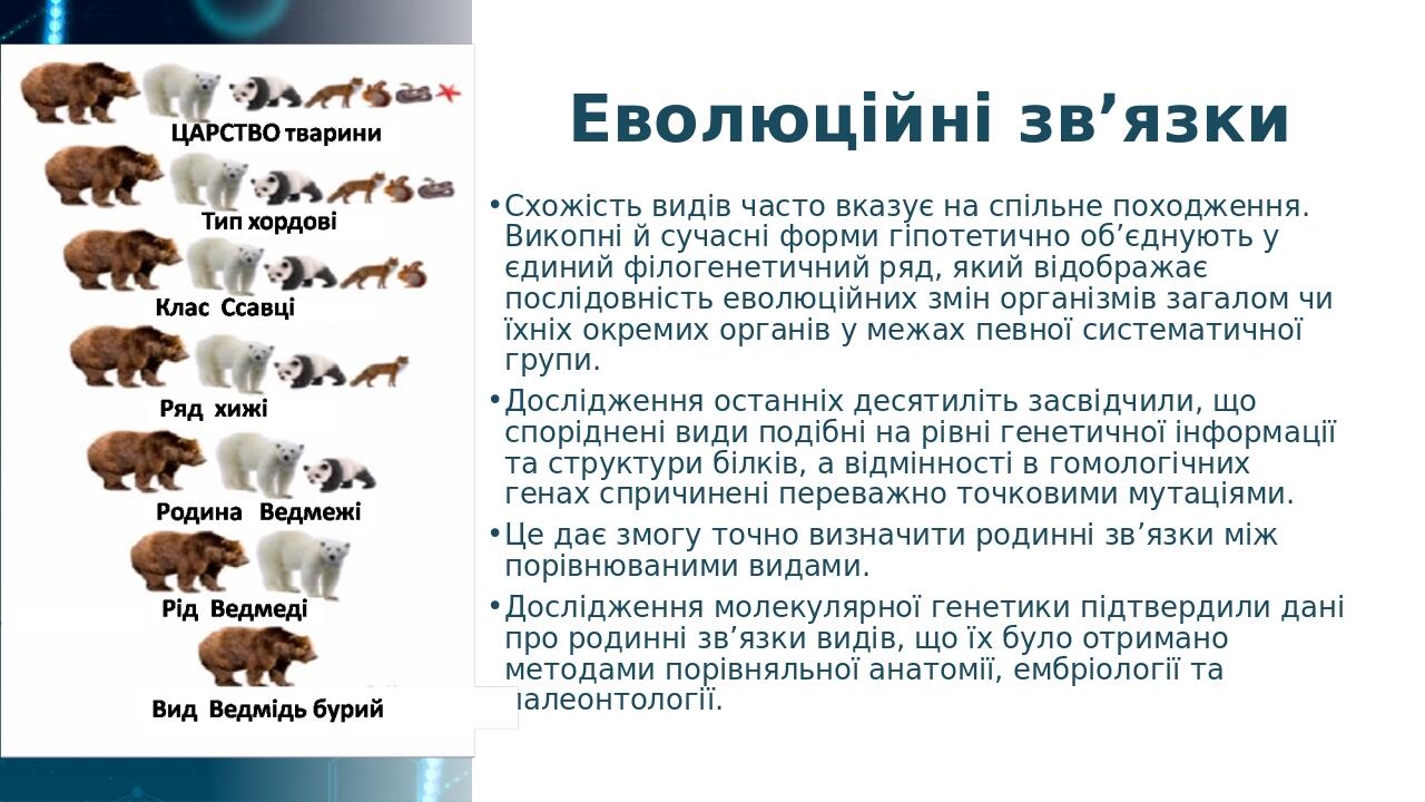Еволюційні зв’язки Схожість видів часто вказує на спільне походження. Викопні й сучасні форми гіпотетично об’єднують у єдиний філогенетичний ряд, я...