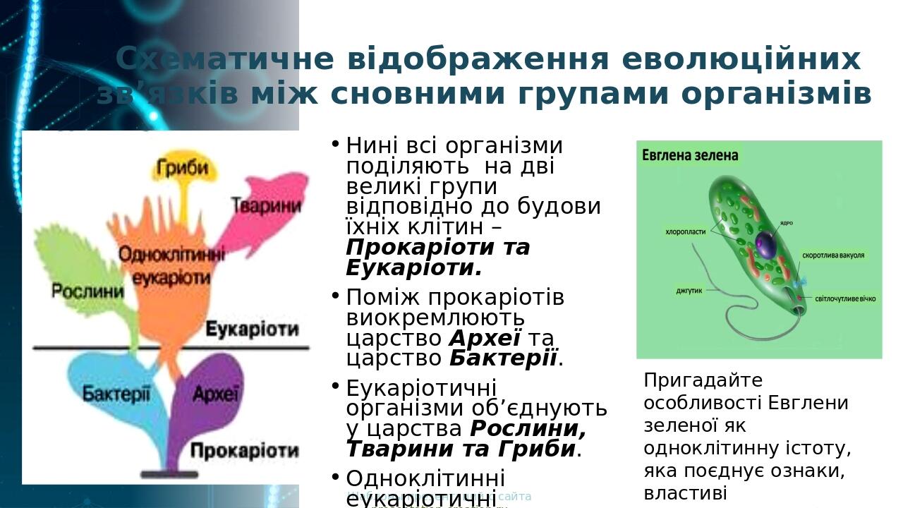 Схематичне відображення еволюційних зв’язків між сновними групами організмів Шаблоны презентаций с сайта presentation-creation.ru Нині всі організм...