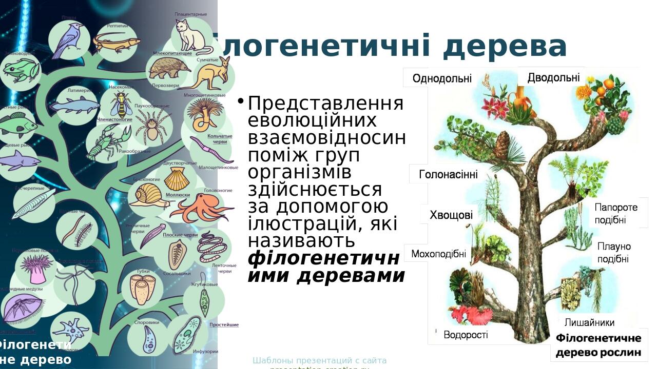 Філогенетичні дерева Представлення еволюційних взаємовідносин поміж груп організмів здійснюється за допомогою ілюстрацій, які називають філогенетич...