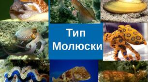 Перезентація до уроку "Молюски"