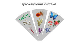 10 кл. Сучасна систематика еукаріотів.