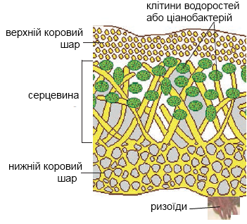 Біологія 6 клас Костіков І Ю Лишайники Сторінки 242 – 247 (2013) / 227 – 231 (2019) » Допомога учням